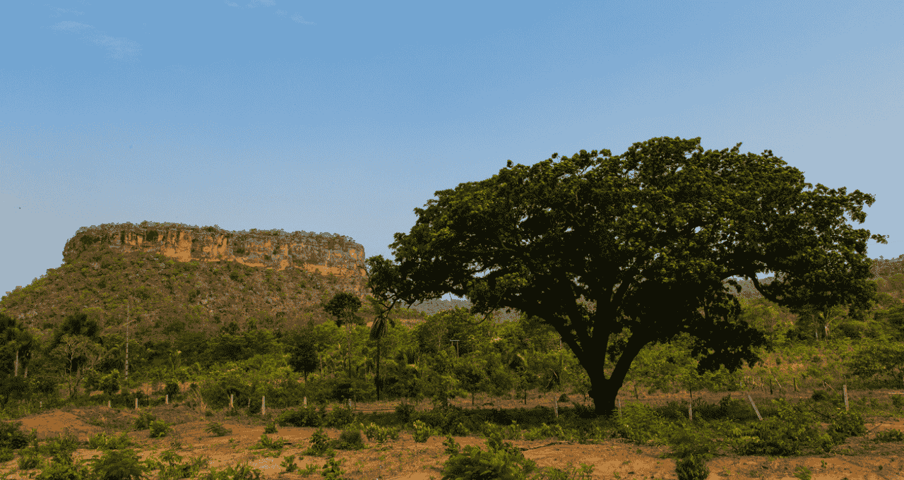 Fazenda de 101 hectares em MT vai a leilão com lance mínimo de R$ 3 milhões; veja datas