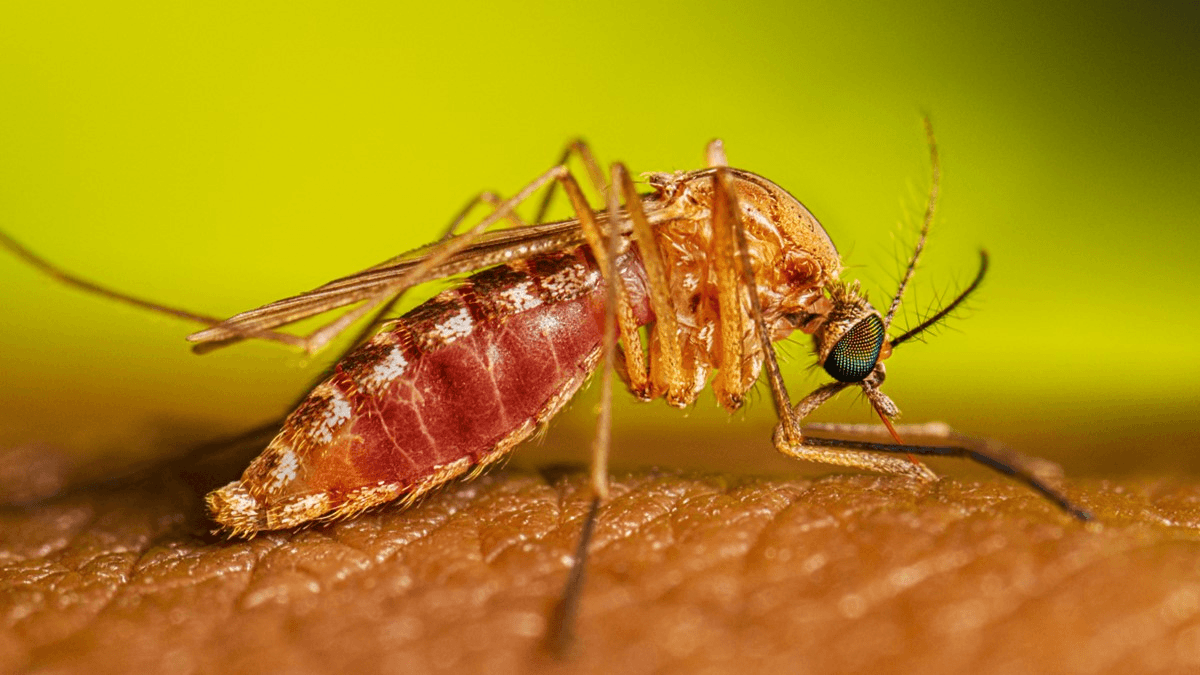 Por que o Google quer liberar 32 milhões de mosquitos nos EUA?