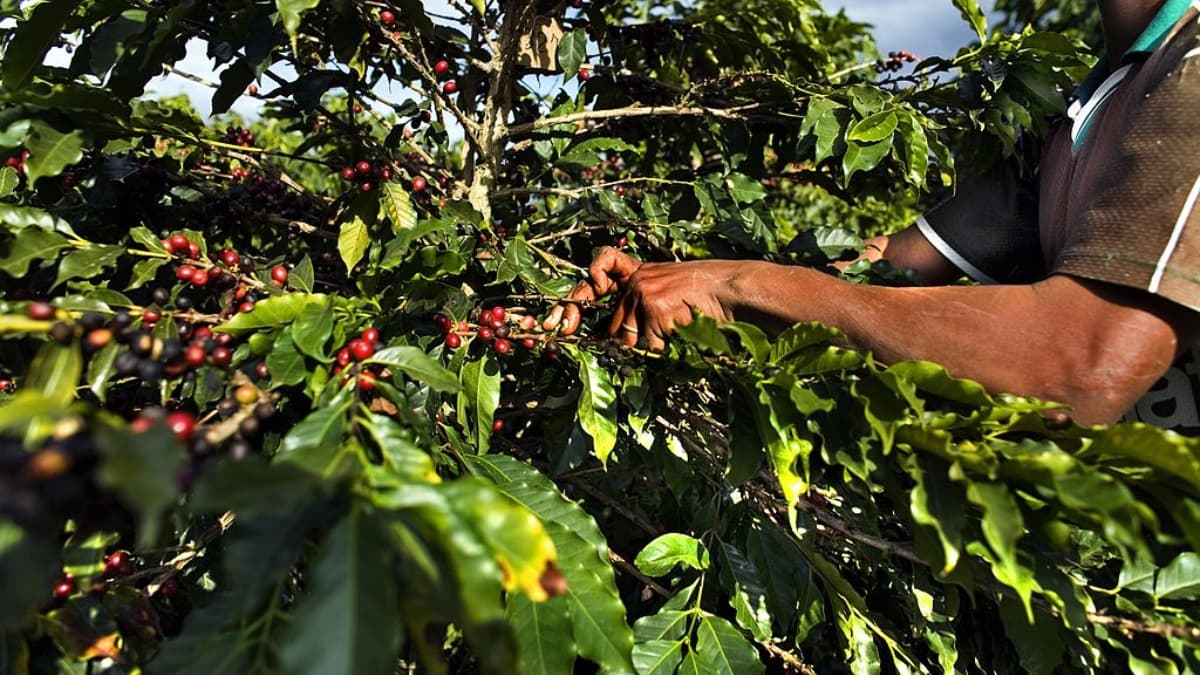 Mais uma: Fertilizantes Heringer S.A. (FHER3) pede proteção na Justiça contra credores