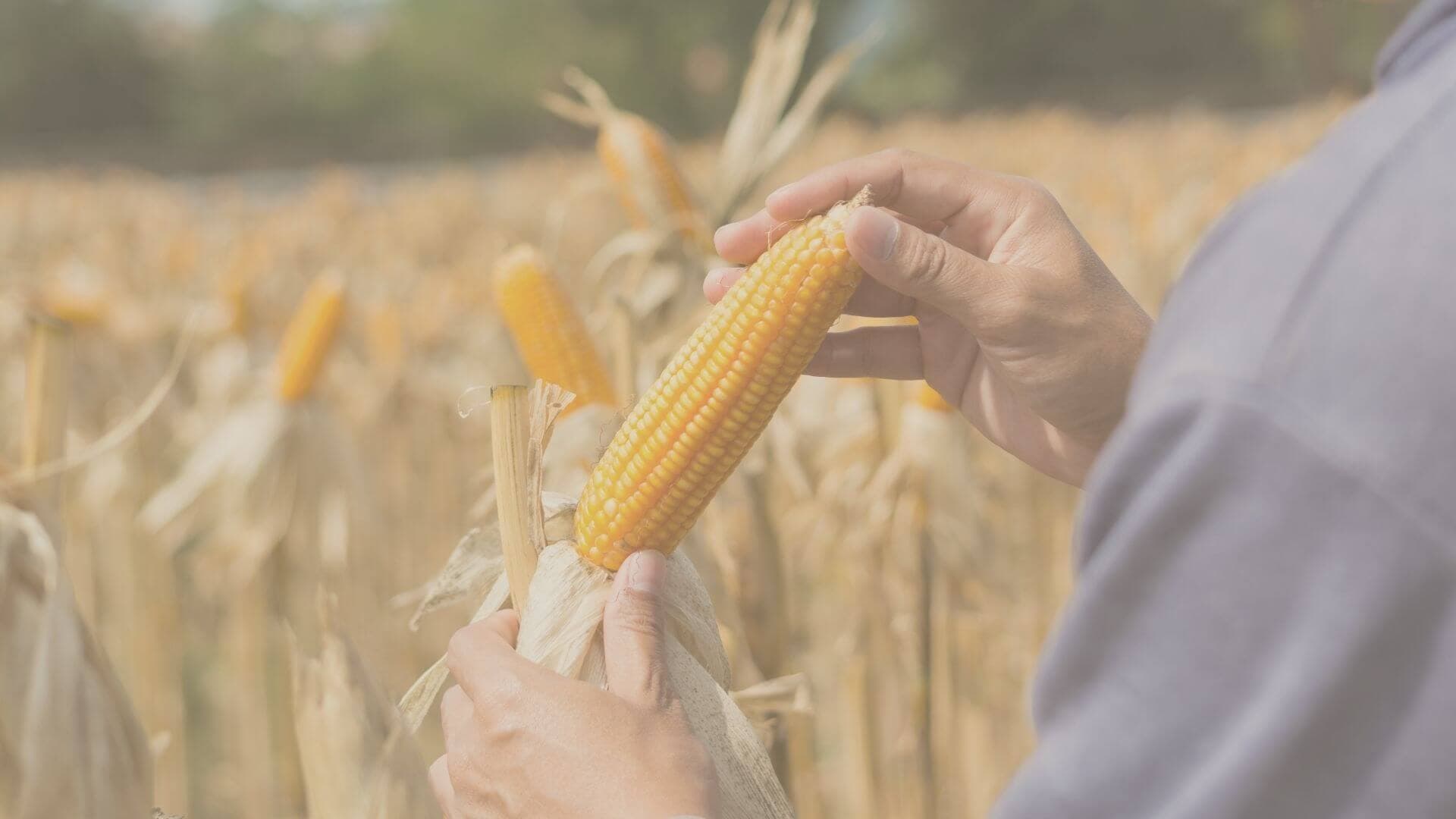 Como funciona o contrato futuro de milho