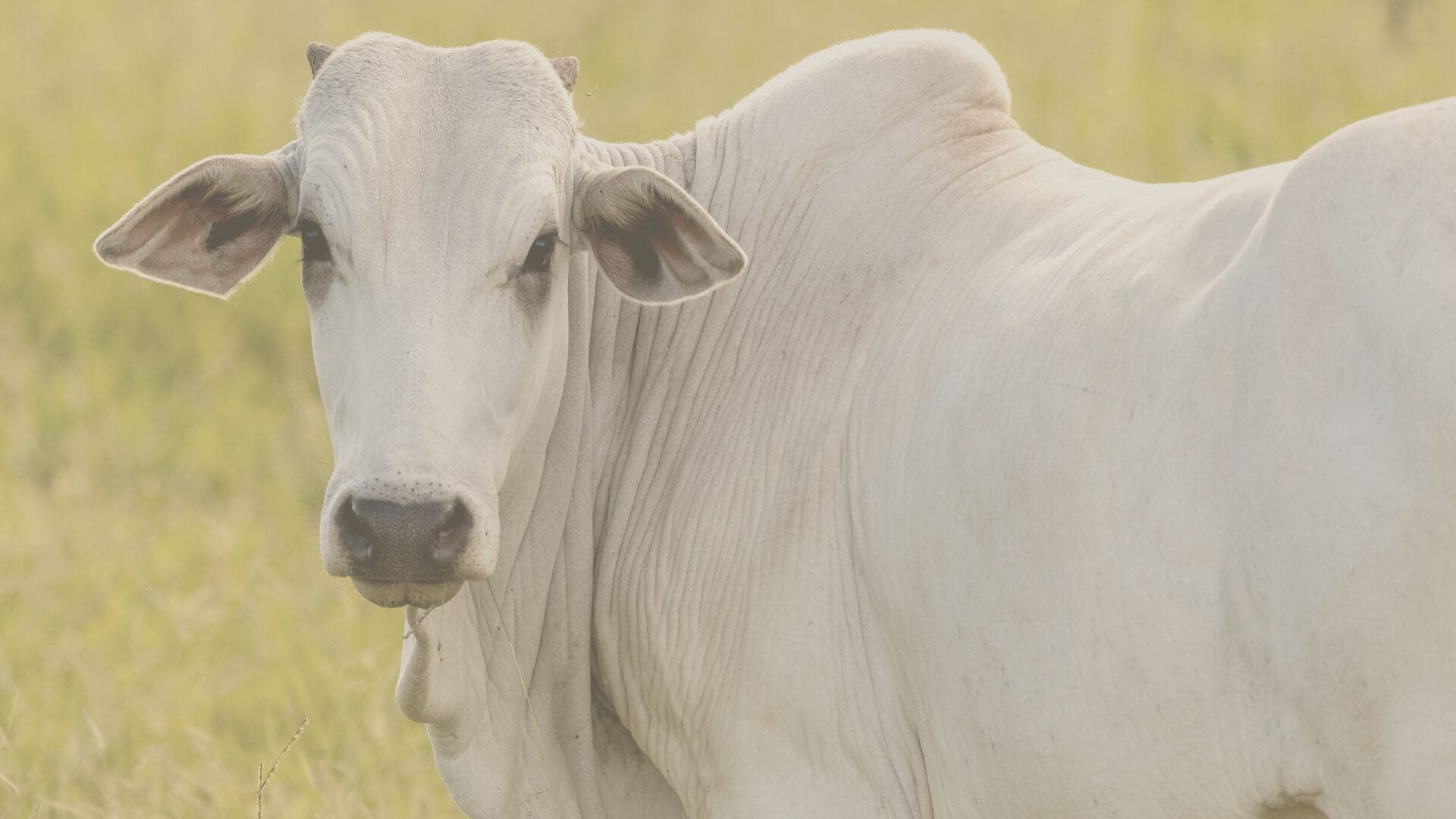 Como negociar Boi Gordo na Bolsa de Valores
