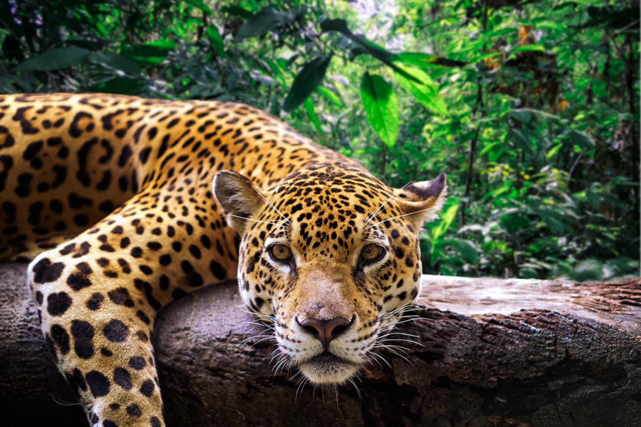 Mata Atlântica paulista bate recorde de fauna enquanto desmatamento cai 29%