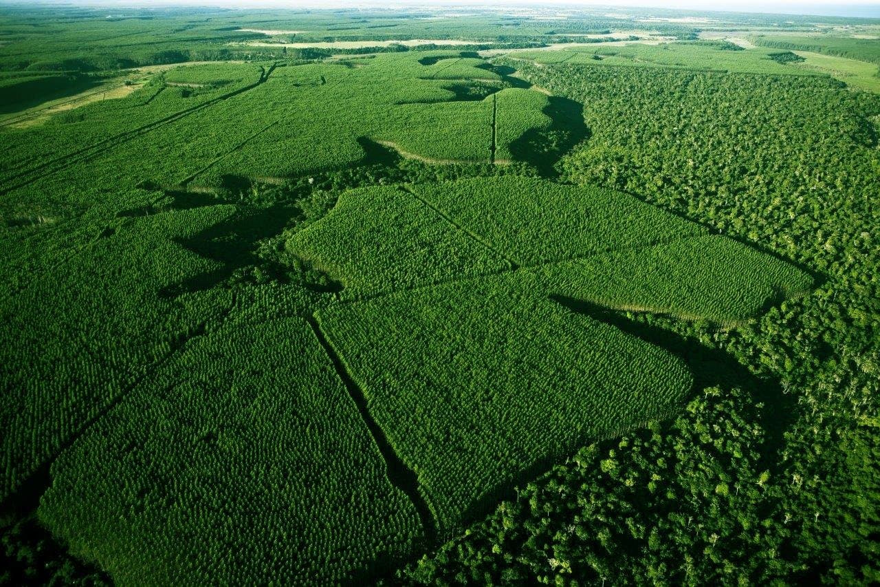Emprego, renda e floresta: a aposta da Suzano para tirar 200 mil pessoas da pobreza