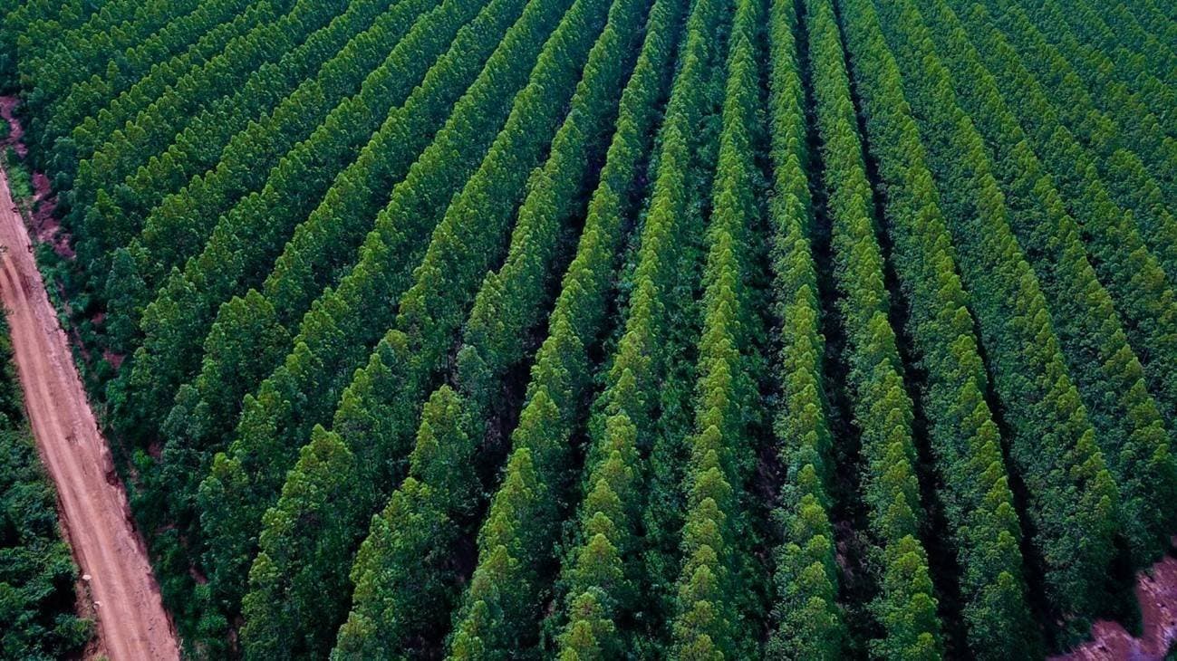 Puxado pelo agro, Brasil pode ganhar duas Suíças em floresta até 2035