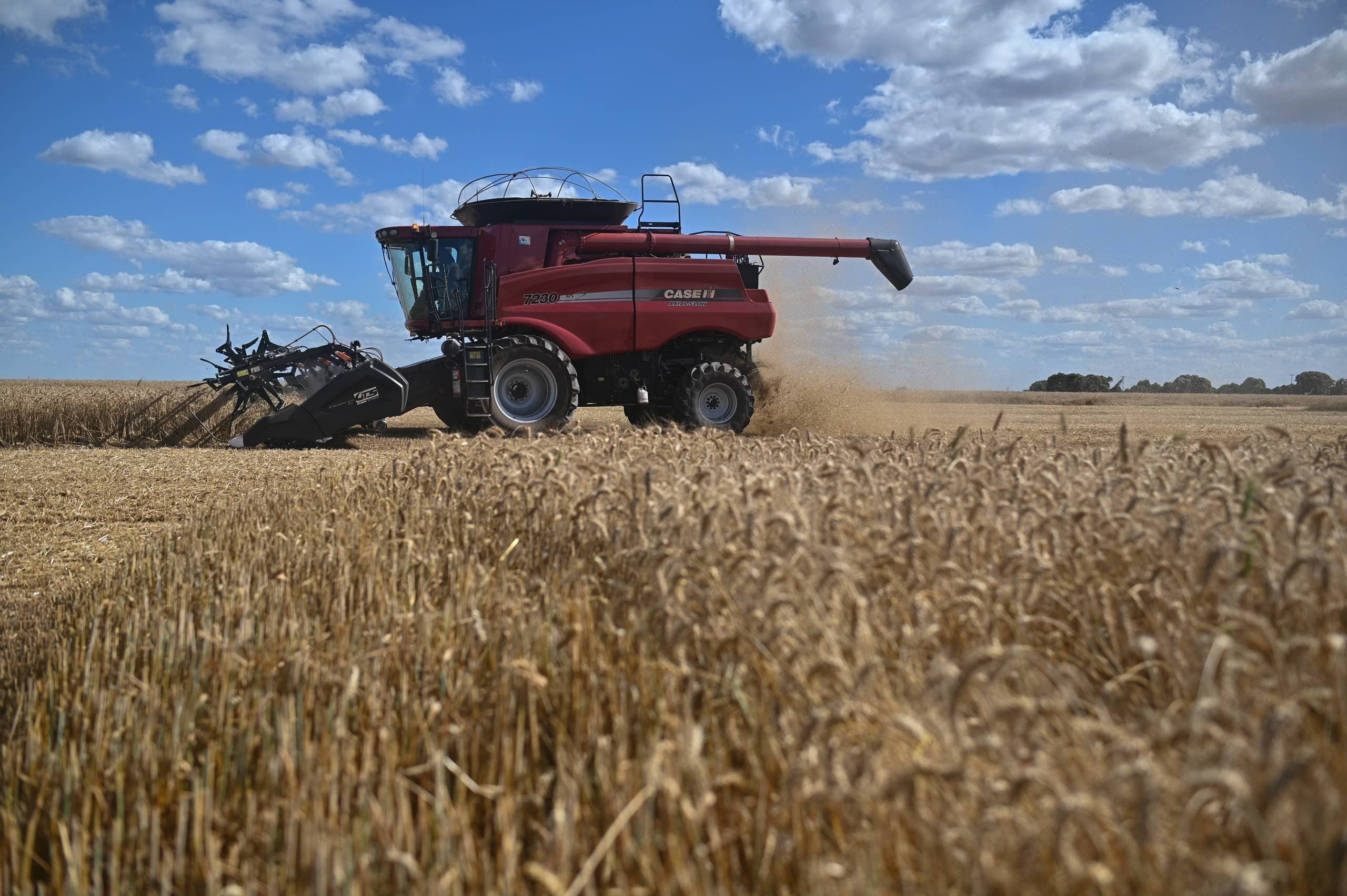 El Niño chega ao pãozinho: fenômeno pode derrubar produção de trigo em 20%