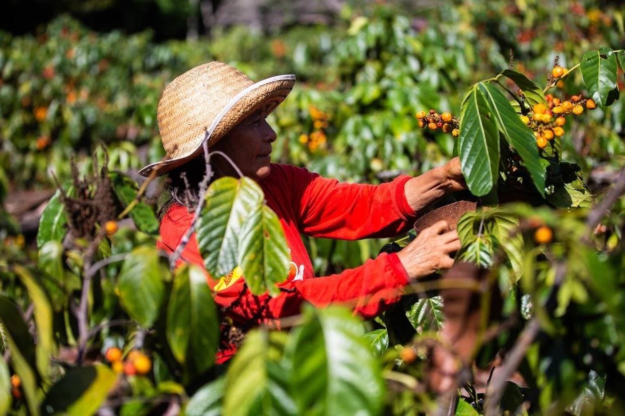 Governo lança Plano Safra da Agricultura Familiar com R$ 97,3 bilhões