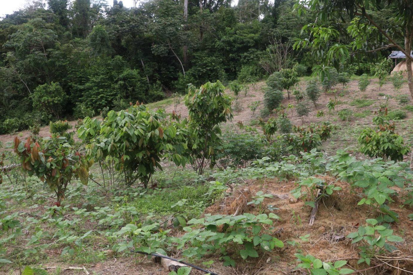 A cidade no Pará que deixou de desmatar e atraiu 15 milhões de euros para restaurar florestas
