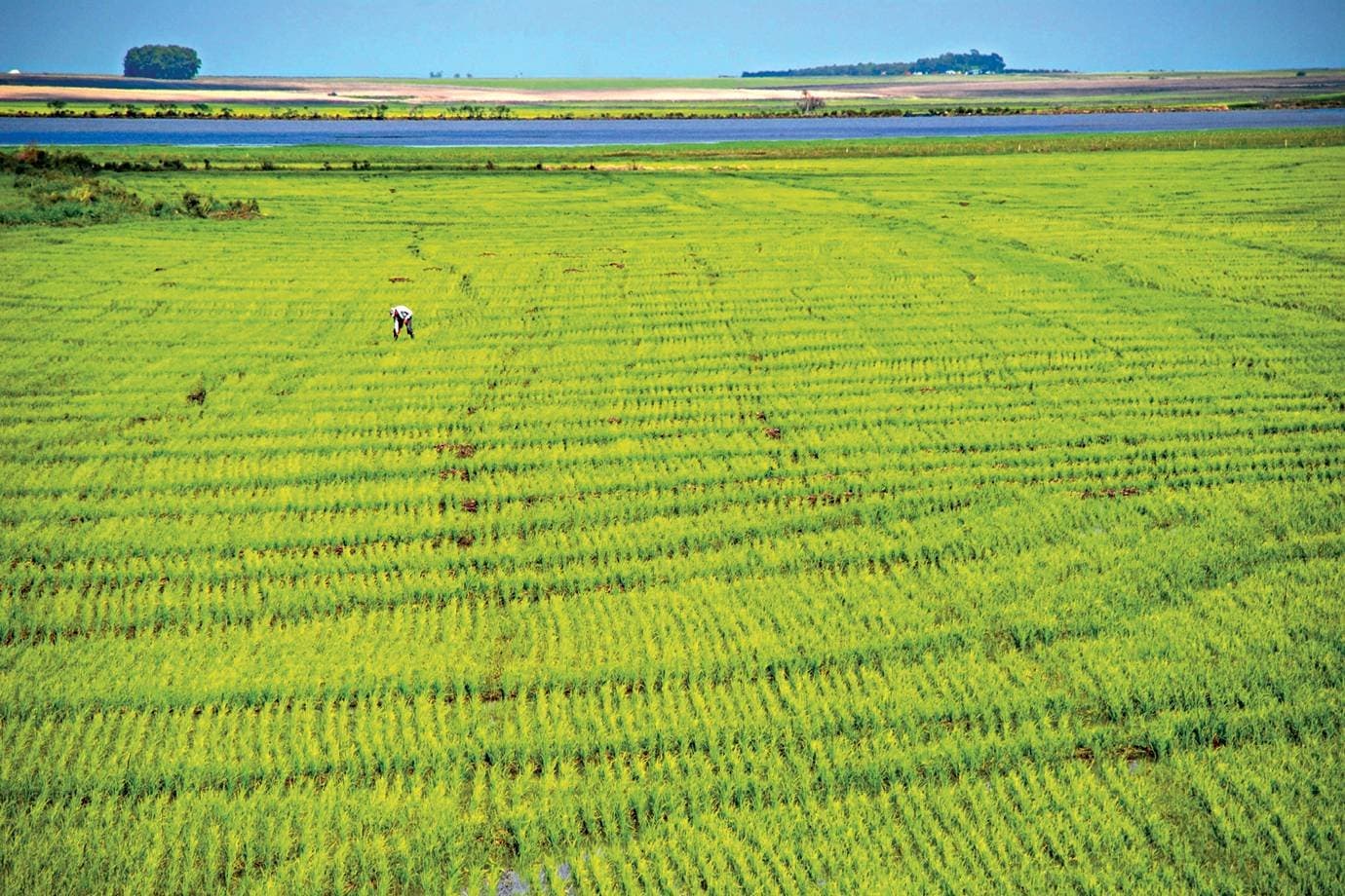 Agro, alimentos e empresas: quem perde e quem ganha com o El Niño