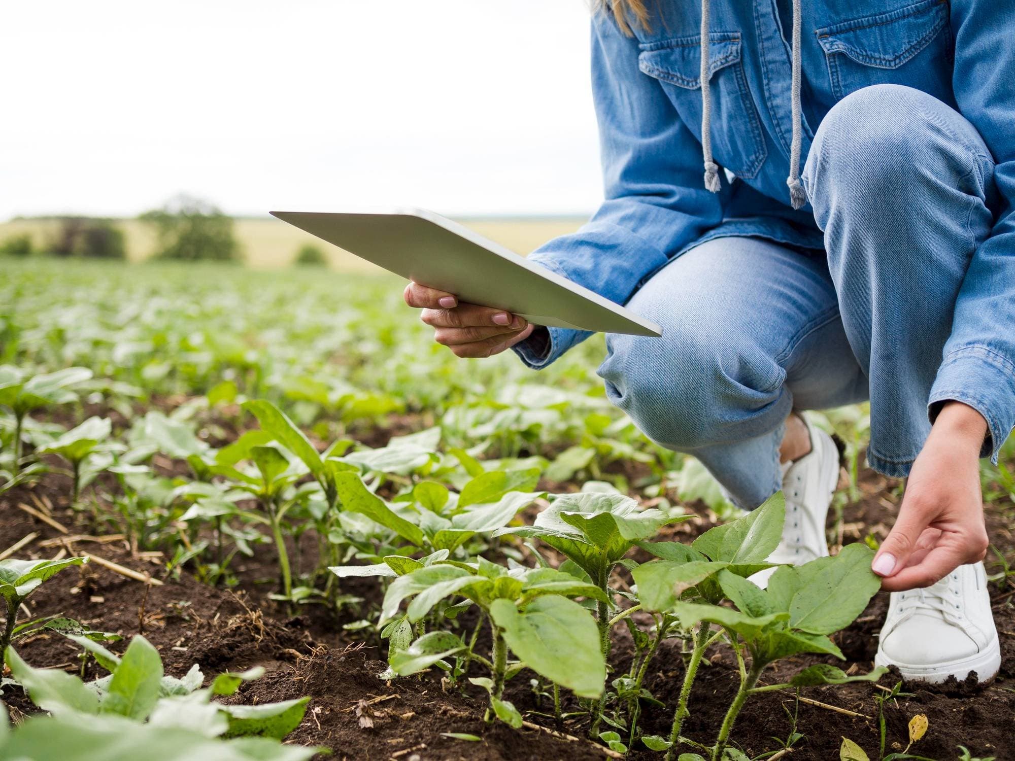 Agricultura regenerativa: o que é e por que sua adoção ainda anda a passos lentos no agronegócio