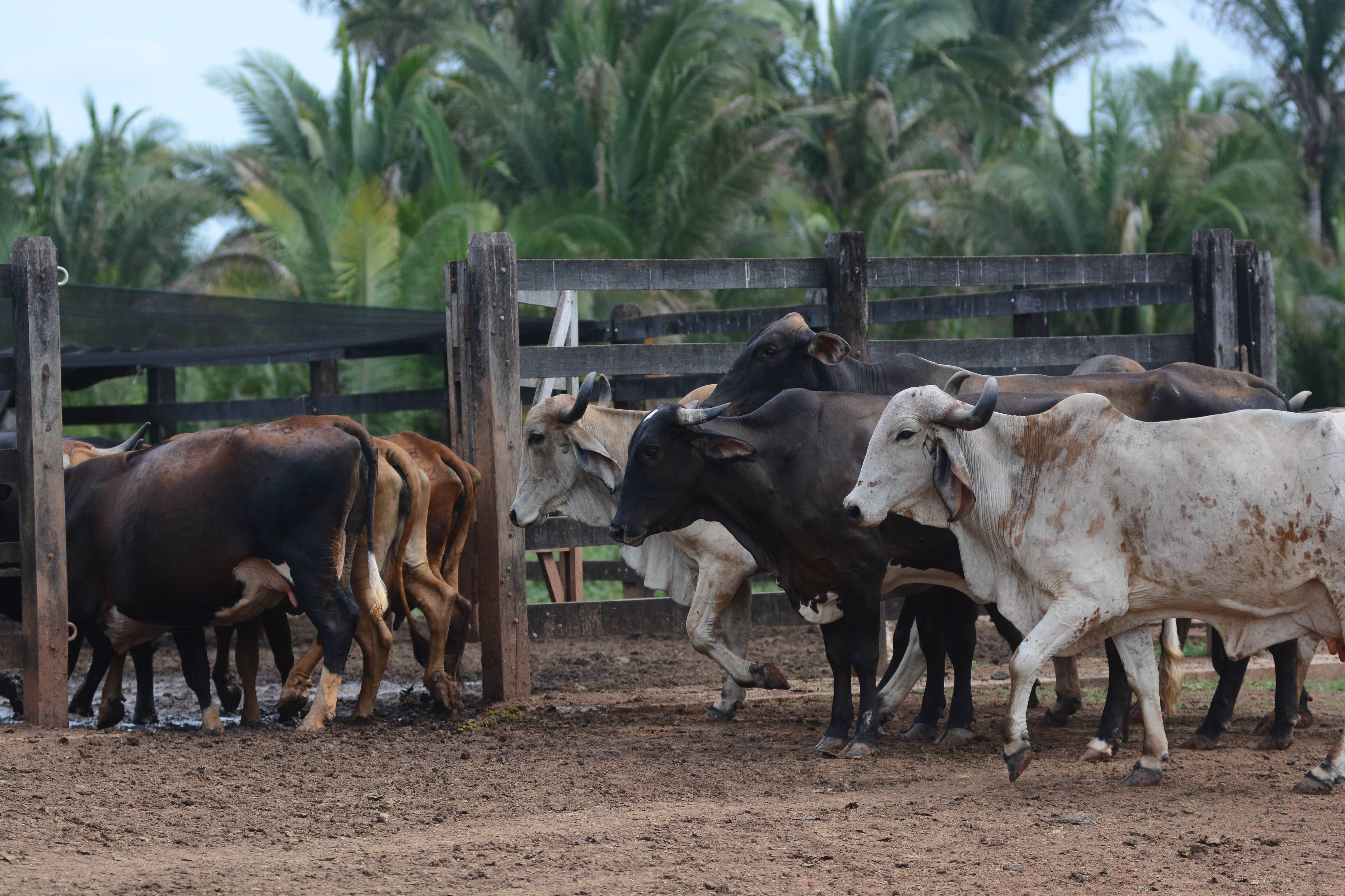 Brasil endurece regras para uso de antimicrobianos na pecuária para mercados mais exigentes