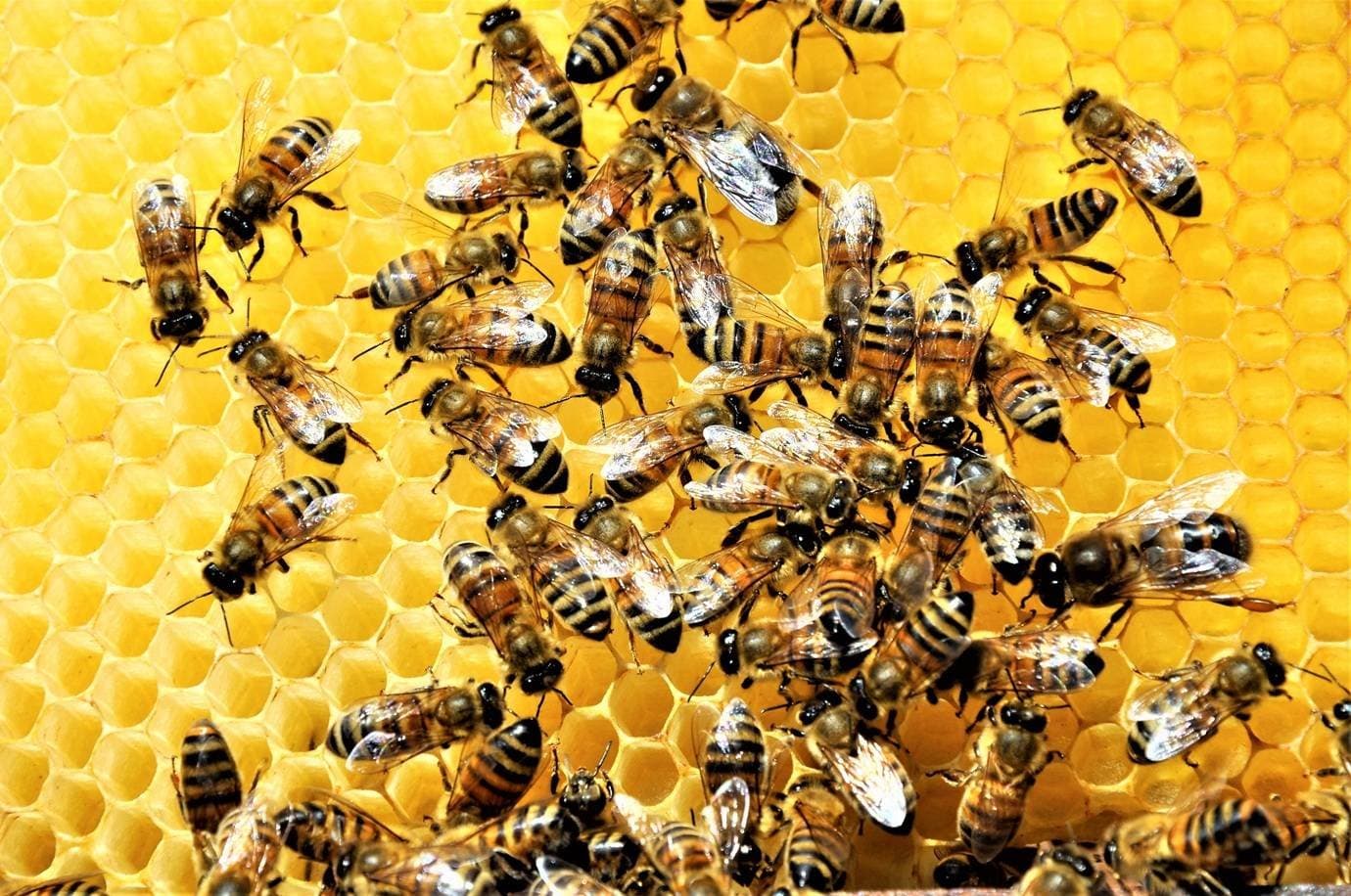 A invasão das vespas que está 'aterrorizando' as abelhas americanas
