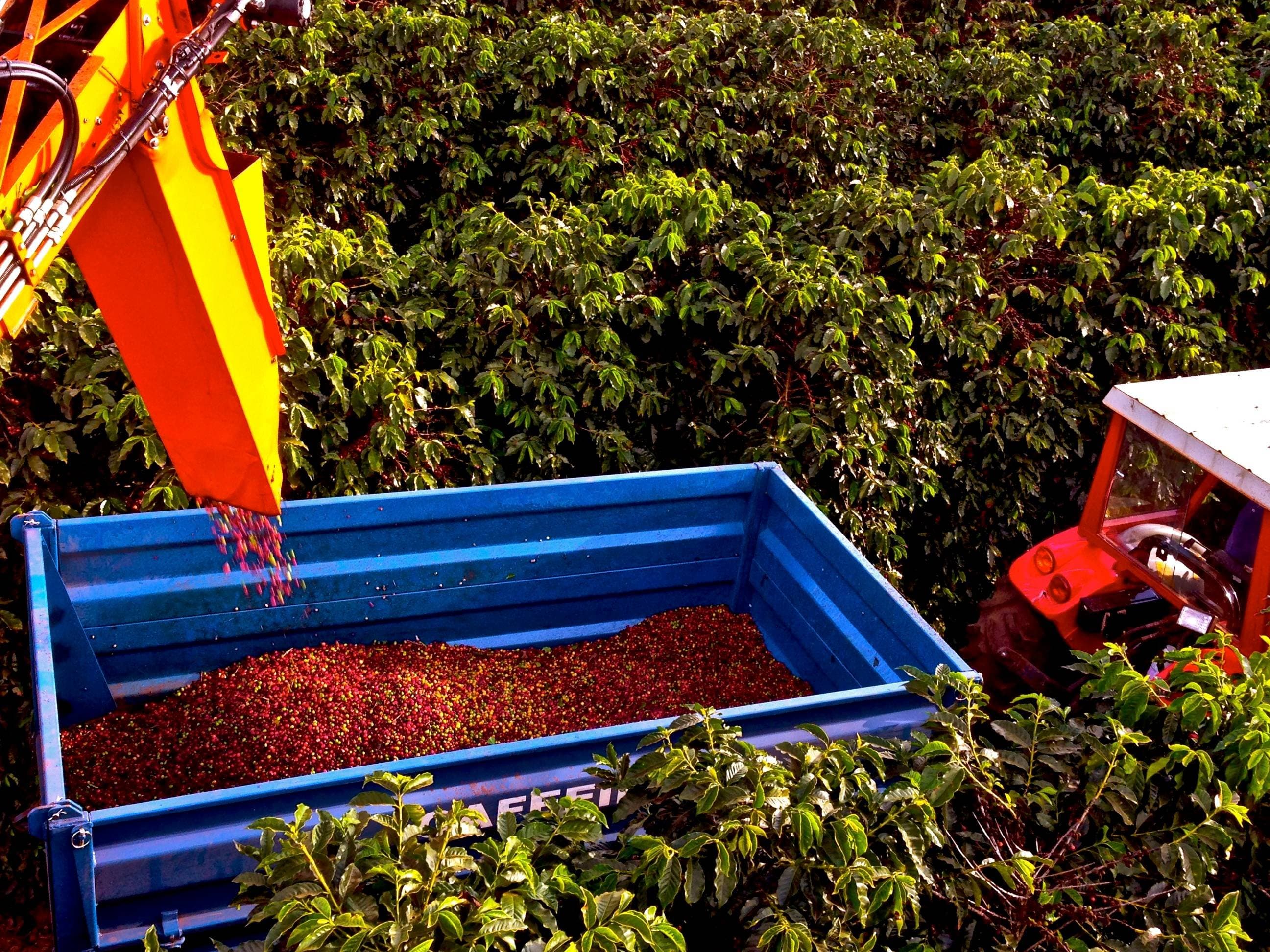 O preço do café pode subir? El Niño ameaça safra recorde no Brasil