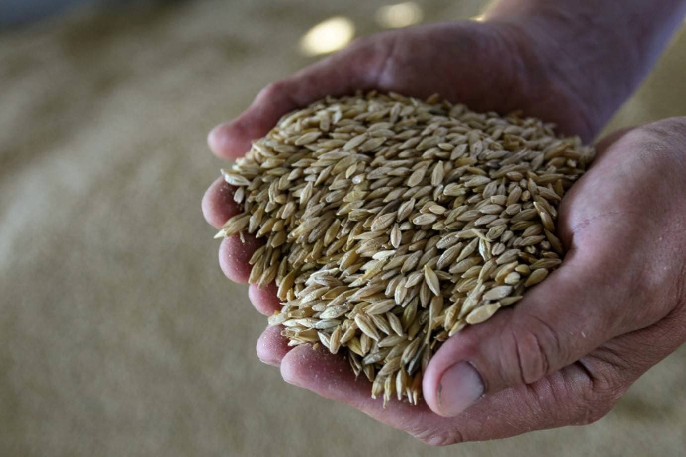Rússia avalia compra estatal de grãos após problemas nas exportações