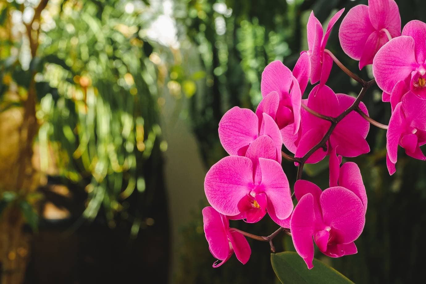 Como um campo abandonado virou refúgio para milhares de orquídeas
