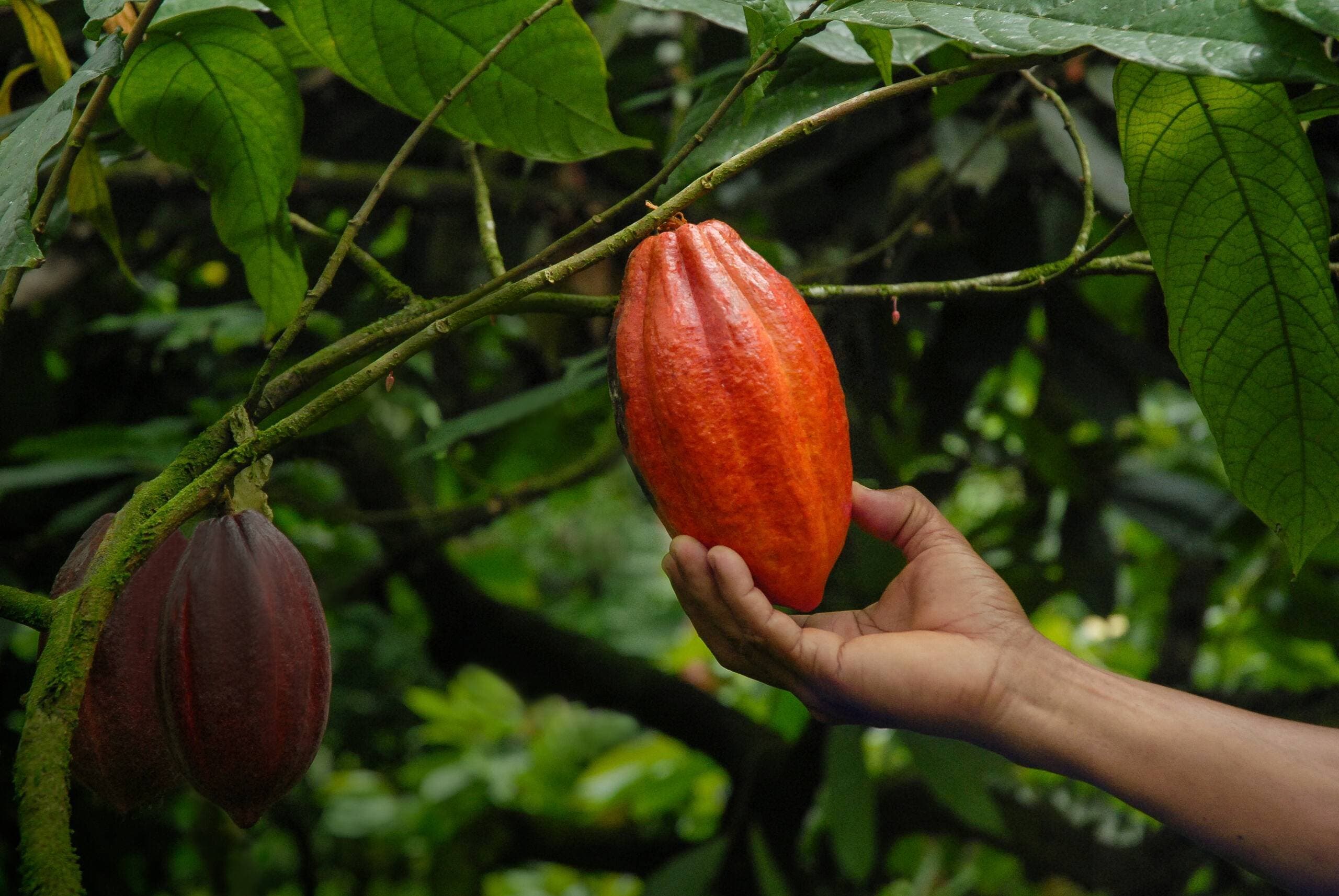Ferrero chega a 97% de rastreabilidade de ingredientes e testa agricultura regenerativa