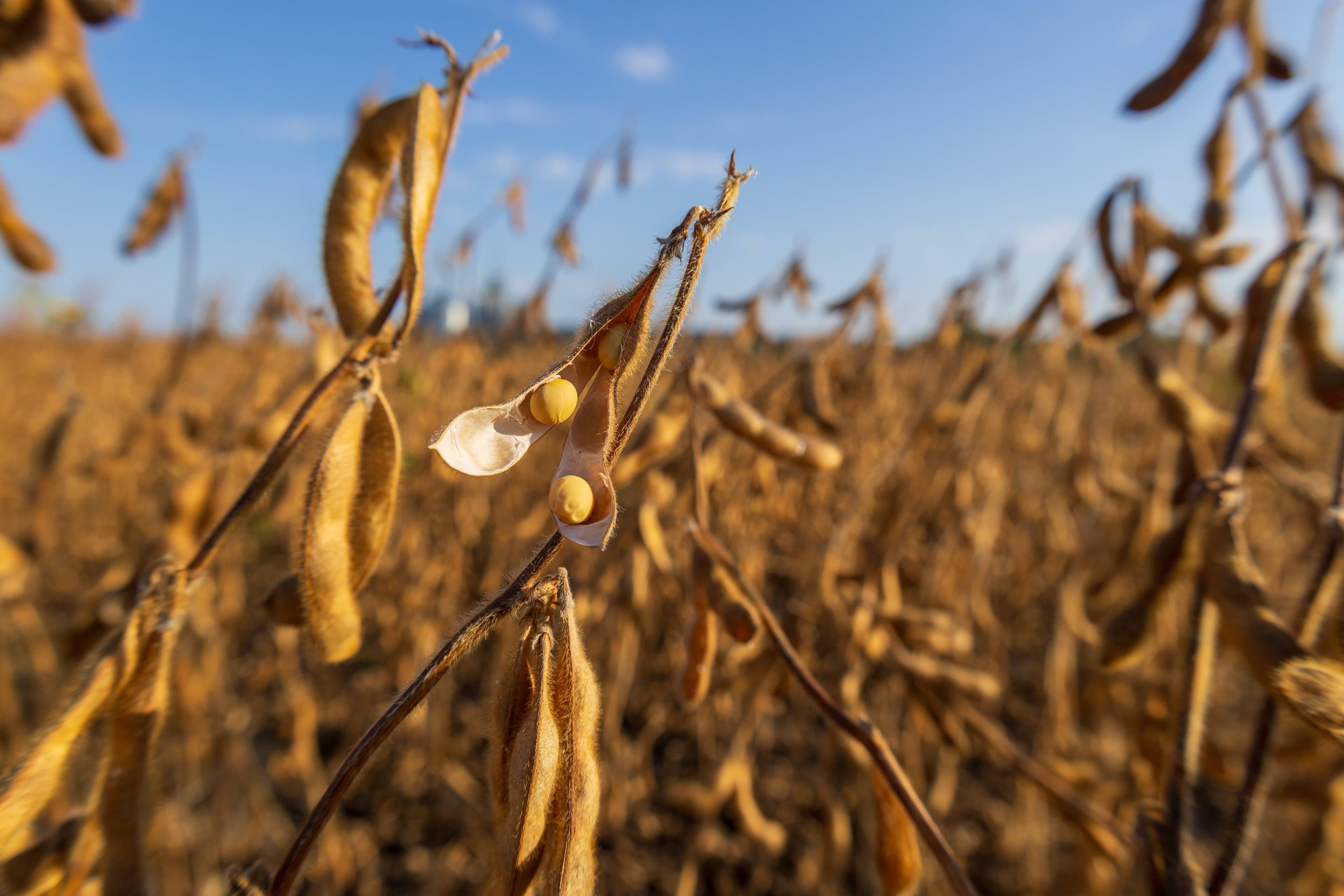 Family office do agro mira R$ 10 bilhões sob gestão e expansão nos EUA