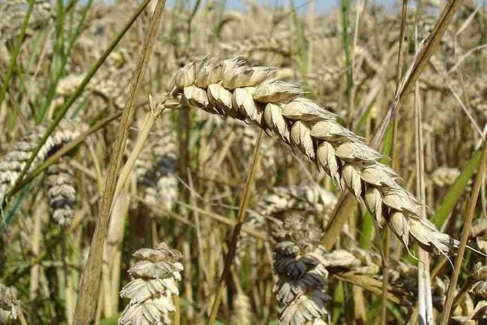 Guerras, fertilizantes e clima podem trazer nova onda de instabilidade para sistema alimentar global