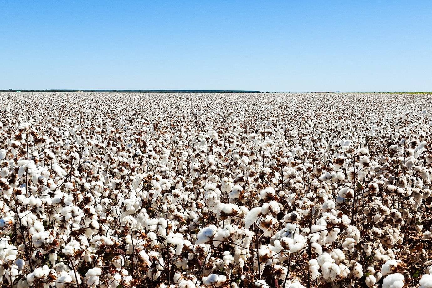 'Não adianta liderar a produção de algodão e pagar para produzir', diz Abrapa