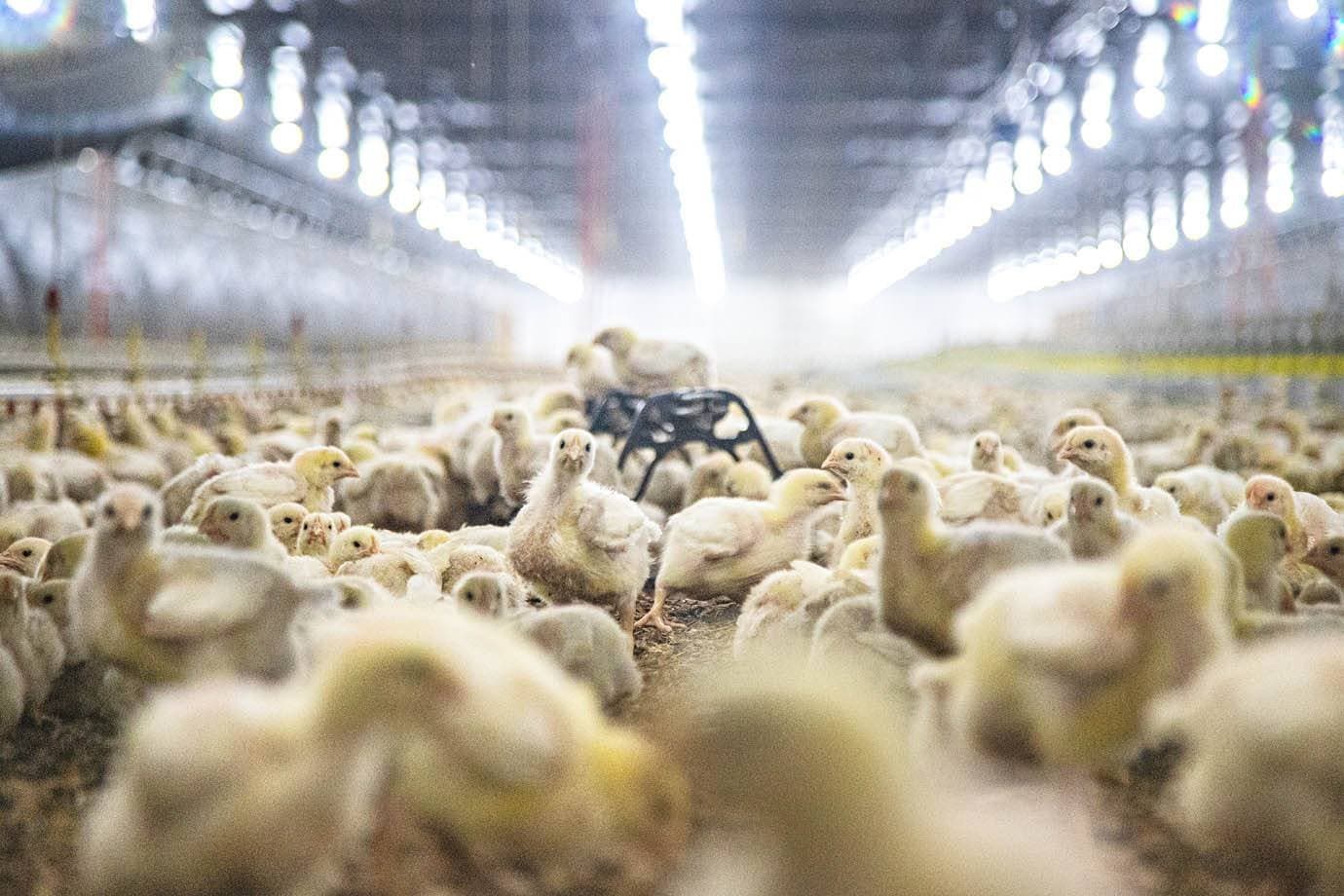 Preço do frango pode cair no Brasil em 2027 após caso de Newcastle, diz Itaú