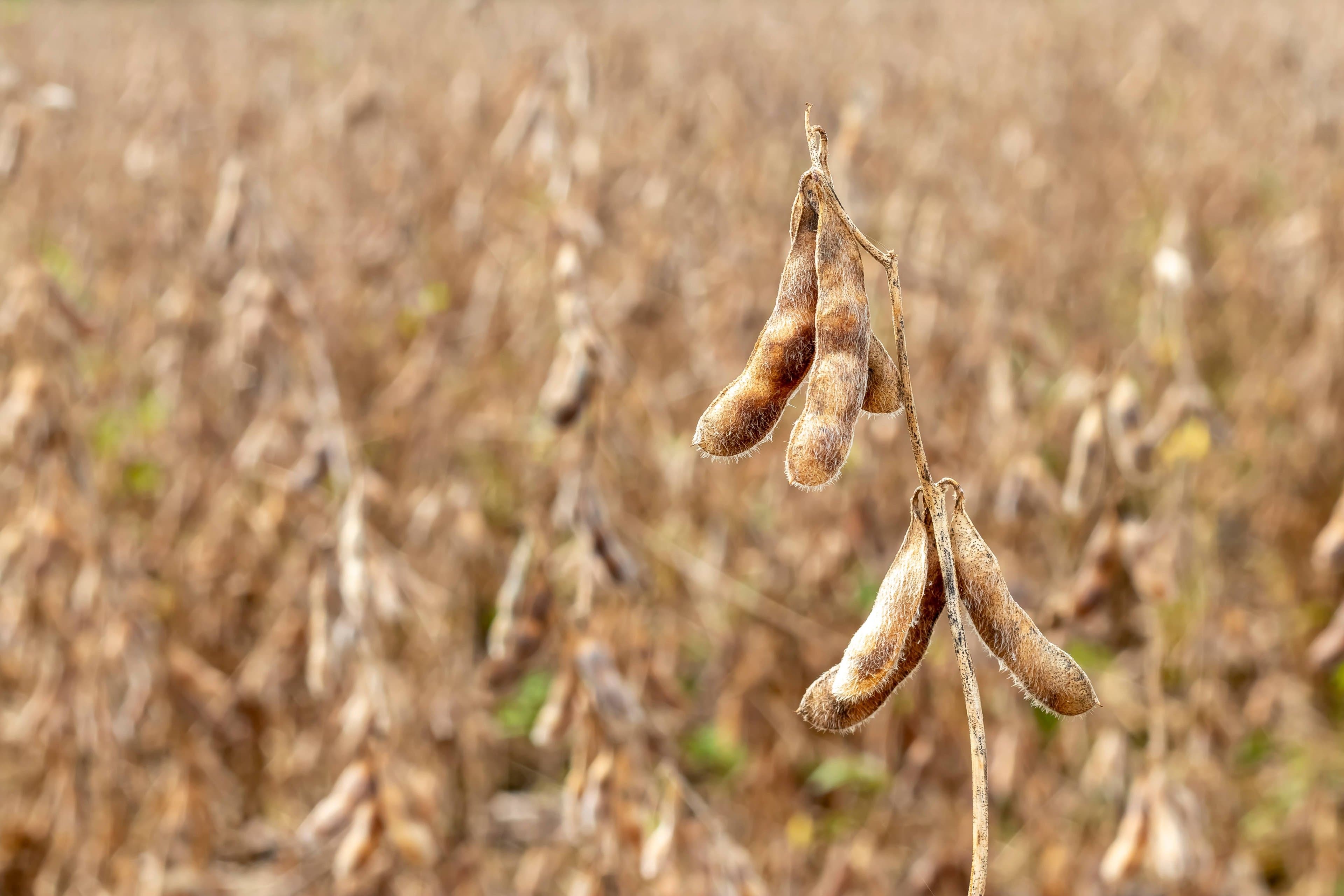 Área de soja com sementes sem certificação triplica e chega a 9,6 milhões de hectares