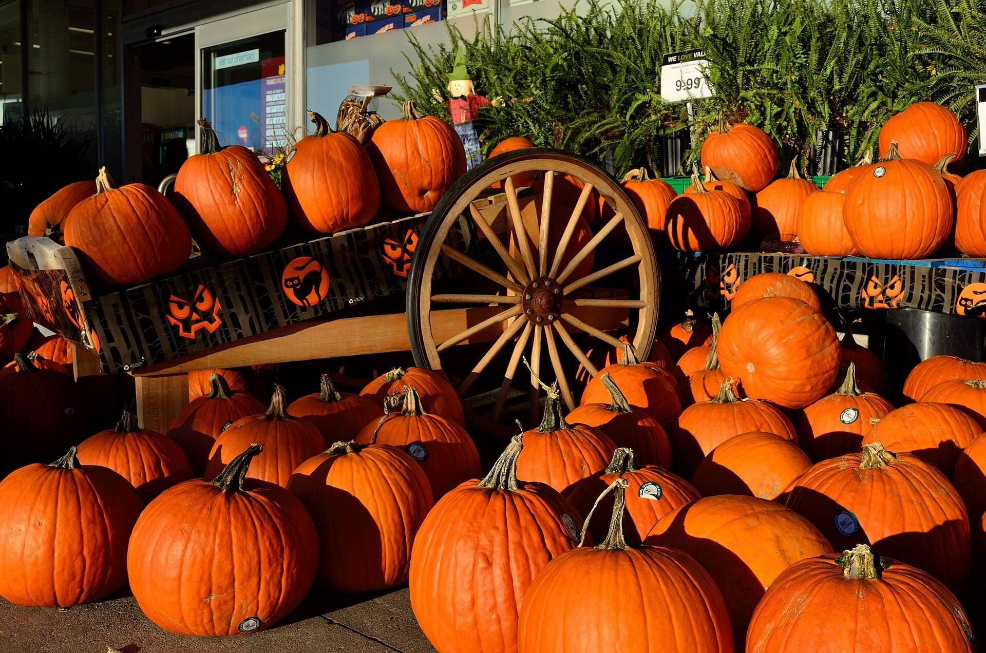 O império de US$ 286 milhões que movimenta o agro dos EUA no Halloween