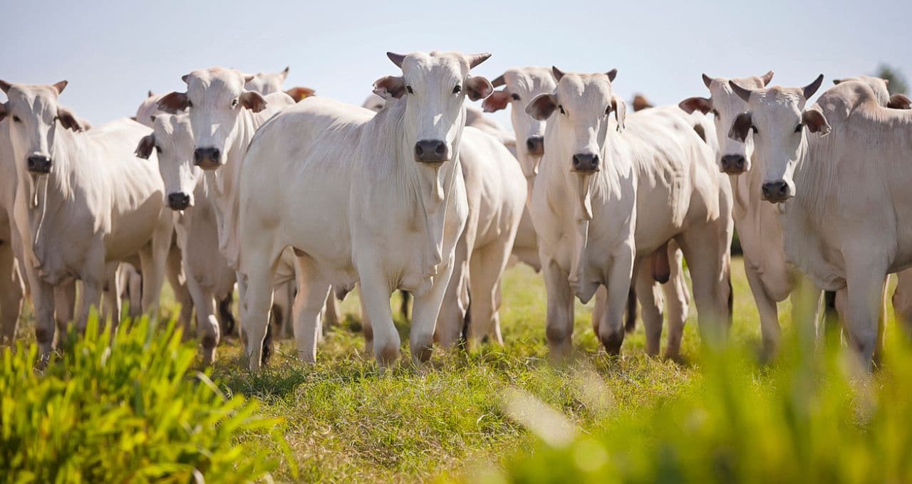 AIEA e FAO lançam projeto emergencial contra surto de mosca-da-bicheira
