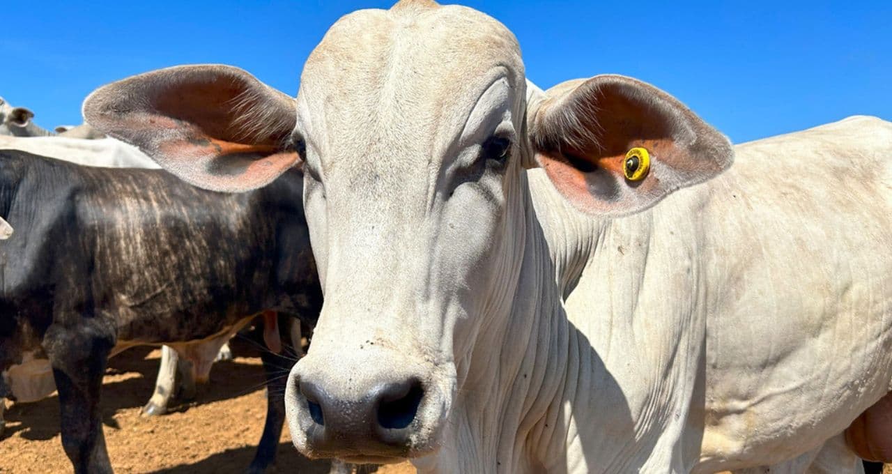 Brasil preenche 65,4% da cota de exportação de carne à China no ano