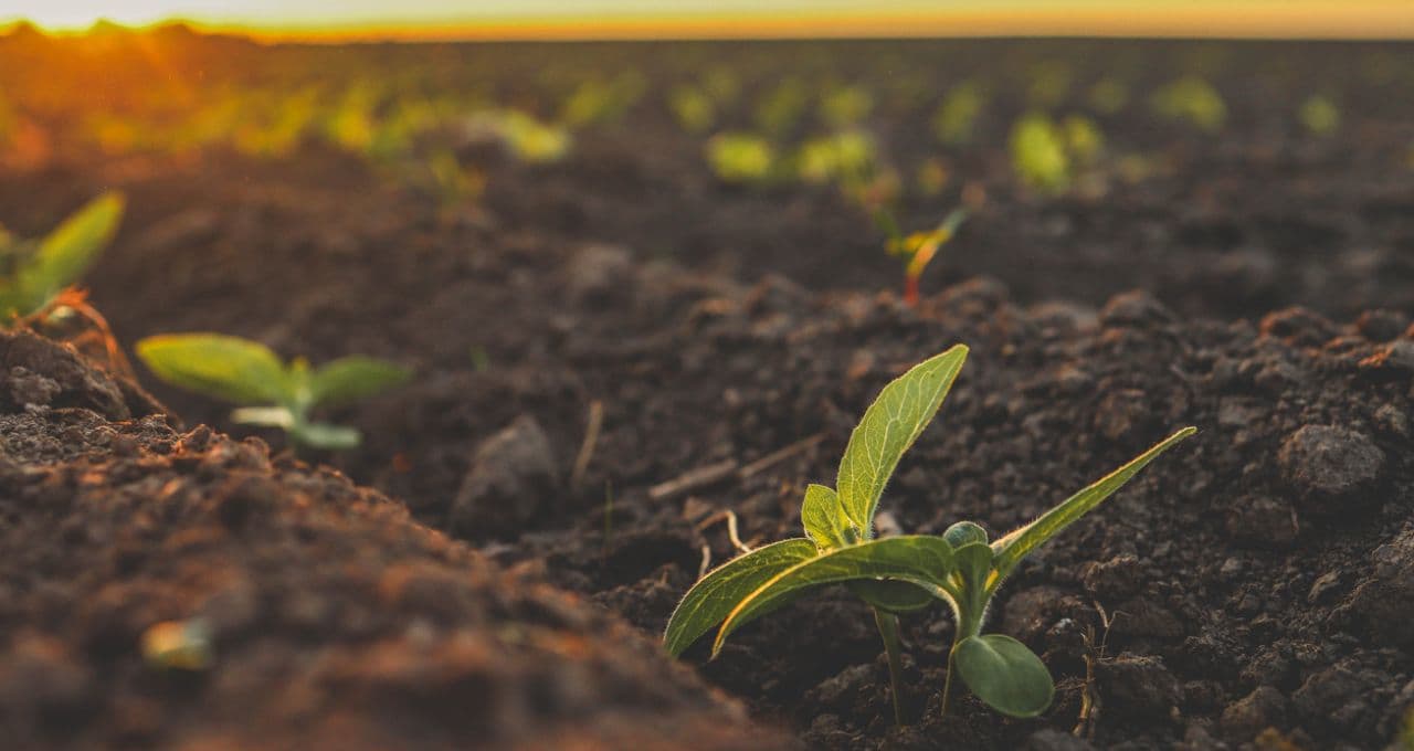 Plano Safra terá R$ 610,3 bi em recursos para agricultura empresarial e familiar