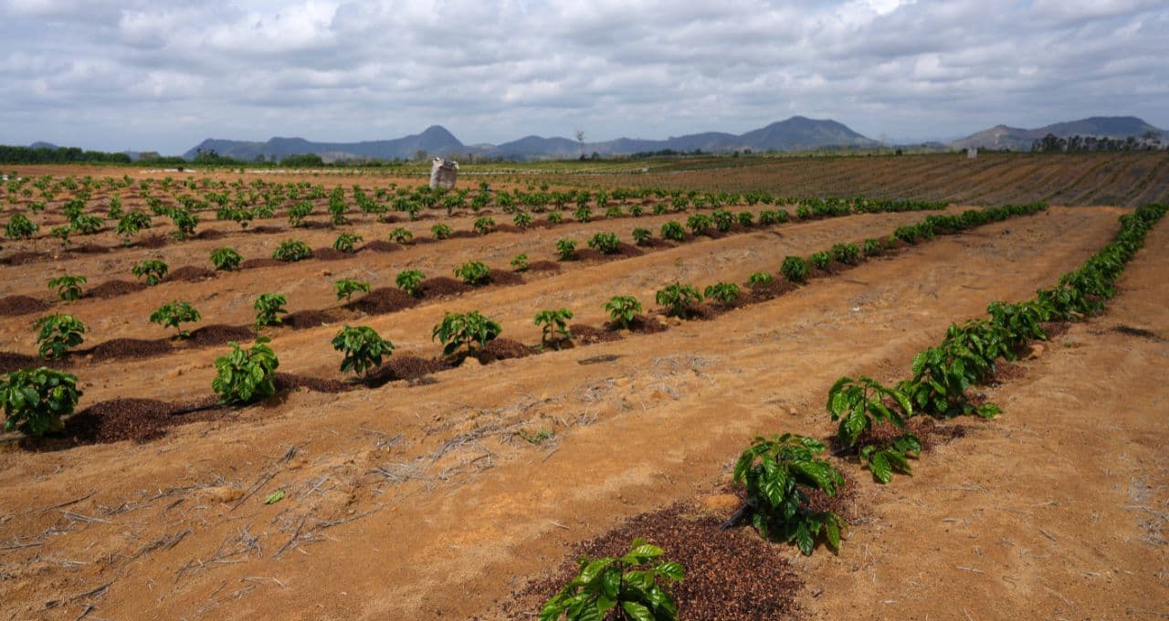 Café do Brasil enfrenta desafios do El Niño, mas safras estão mais resistentes
