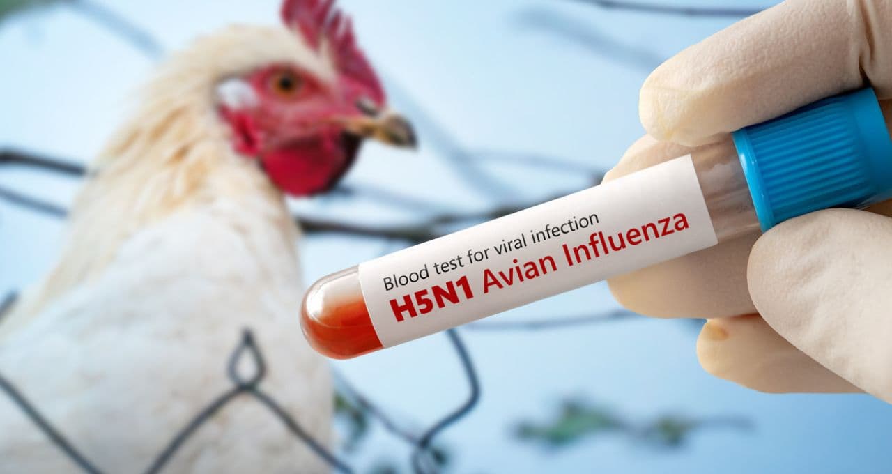 SP confirma primeiro caso de gripe aviária em ave silvestre em 2026