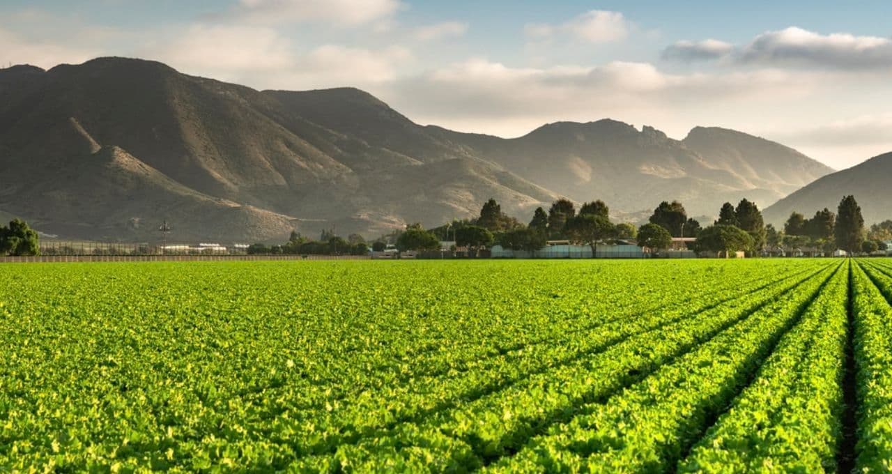 Cerca de 15% do crédito rural concedido entre 2019 e 2025 foi para áreas com alertas ambientais