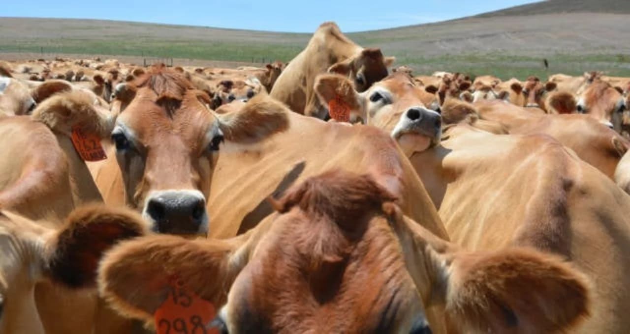Carne bovina: resultado em receita e volume exportado é recorde no 1º semestre