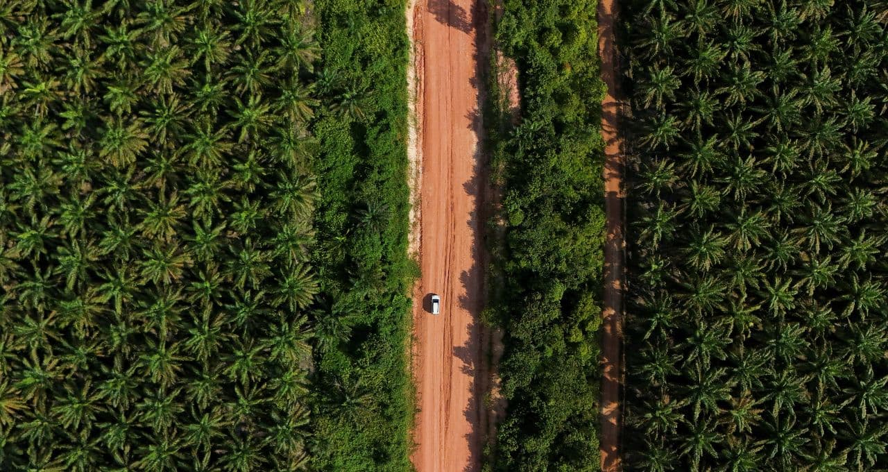 Brasil pode triplicar plantio de palma com foco em biocombustível em áreas desmatadas da Amazônia