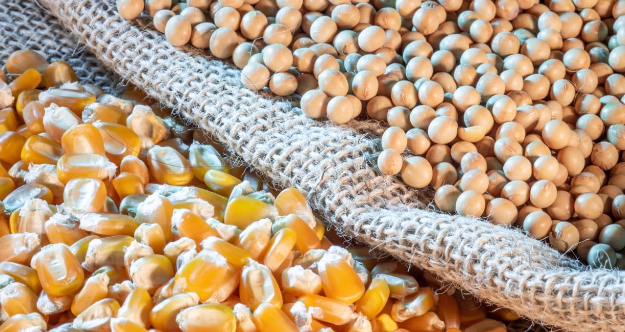 Soja e milho podem superar US$ 12 e US$ 5 em Chicago com efeitos do El Niño, diz BTG