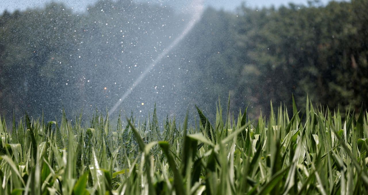 França prevê queda de 35% na safra de milho devido a intempéries