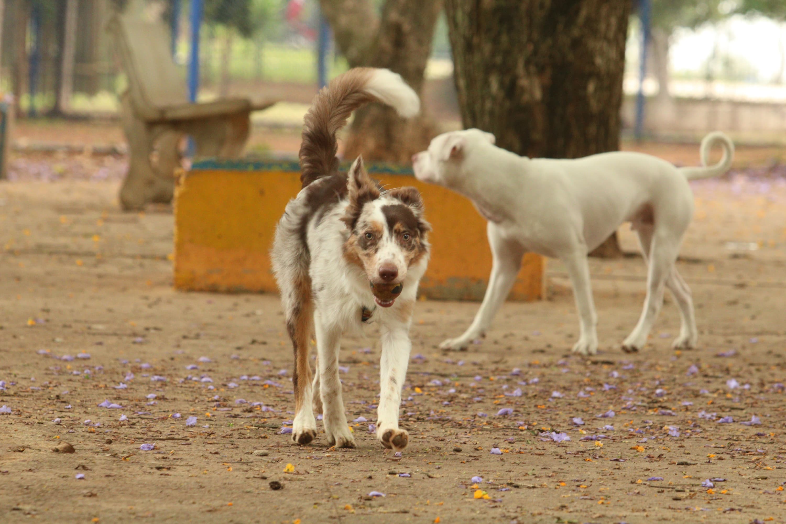 Marco regulatório pretende regulamentar criação e comércio de cães e gatos; microchip e castração obrigatória estão em pauta