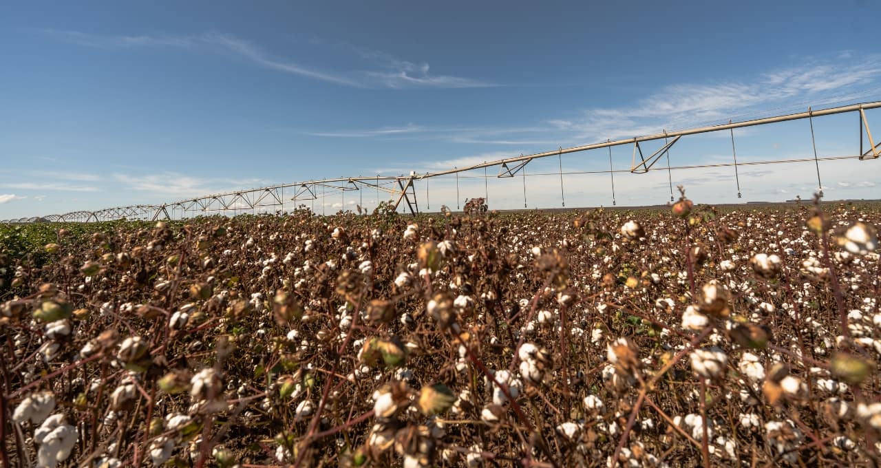 SLC Agrícola (SLCE3): Guidance do algodão melhora, enquanto alavancagem ofusca resultado do 2T26; o que dizem os analistas?