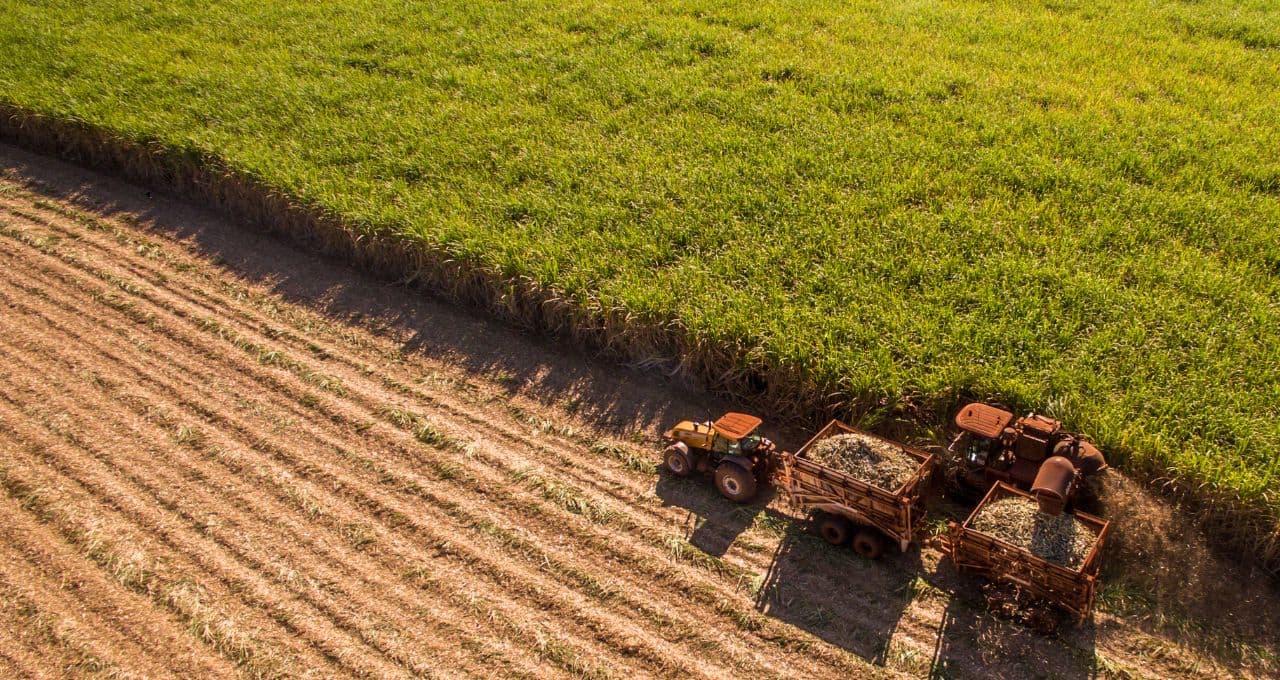 A virada de chave do açúcar em agosto: Índia pode voltar às compras e mercado já olha para déficit em 2026/27