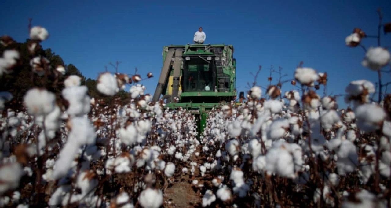 SLC Agrícola (SLCE3): BTG eleva preço-alvo com impulso de curto prazo e hora de ‘colher’ estratégia contracíclica
