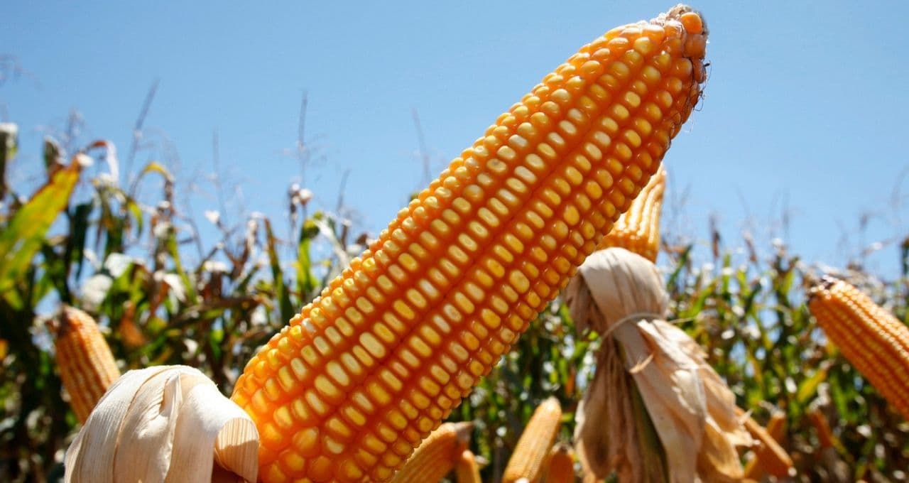 Milho atinge maior cotação em 3 anos em Chicago por menor produção nos EUA