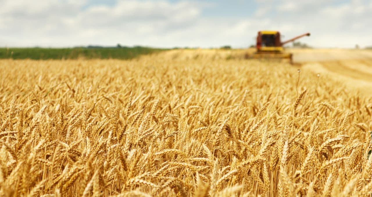 Trigo sobe para maior valor em 3 anos devido às tensões no Mar Negro