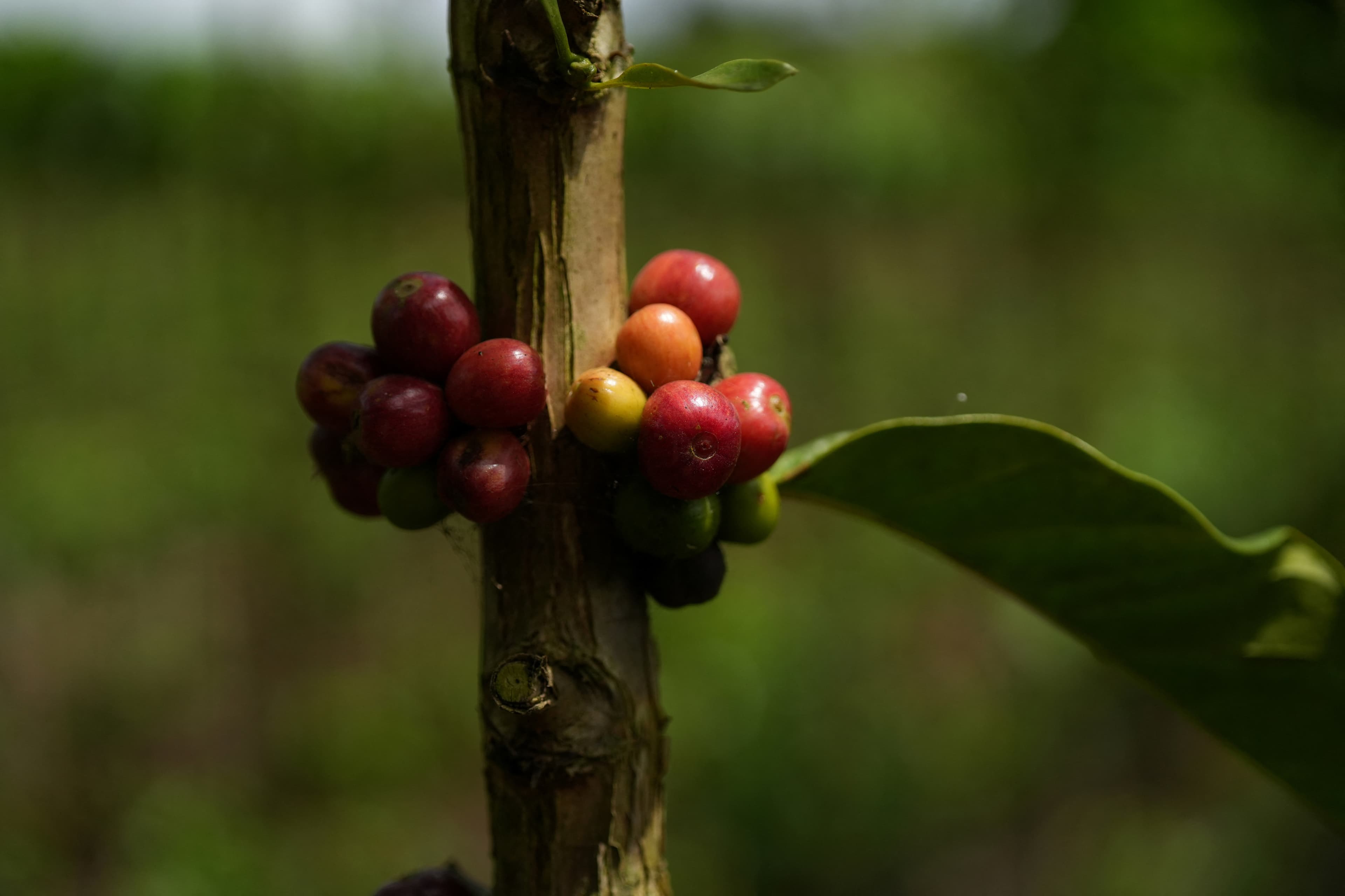 StoneX eleva previsão de safra de café 26/27 do Brasil e vê situação favorável para 27/28