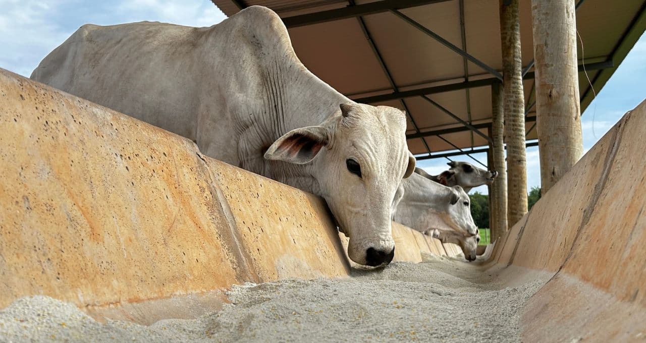 Embargo da União Europeia a produtos animais afeta US$1,8 bi em vendas do Brasil, especialmente carnes