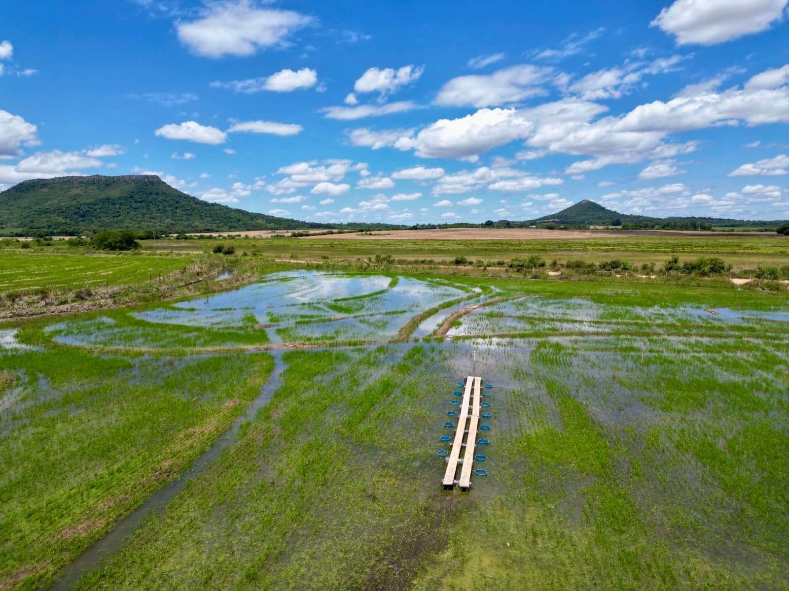 Google aposta em lavouras de arroz do RS para combater mudanças climáticas e testar modelo de descarbonização