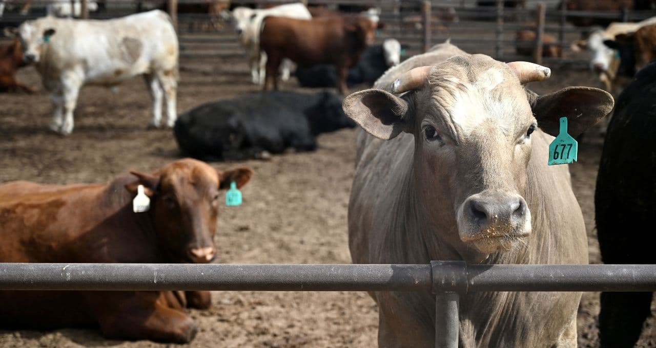 Abiec diz que acesso à cota de carne bovina do Uruguai seria alternativa importante só em 2027