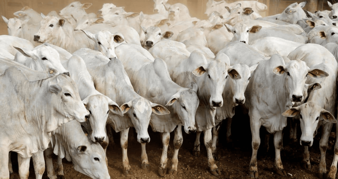 China libera exportação de carne de mais 4 frigoríficos brasileiros; veja quais