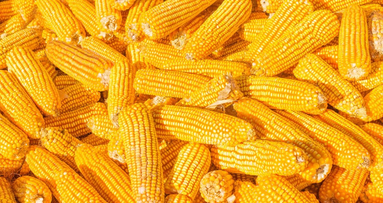 Futuros de milho fecham em queda em Chicago após surpresa no relatório de estoques do USDA