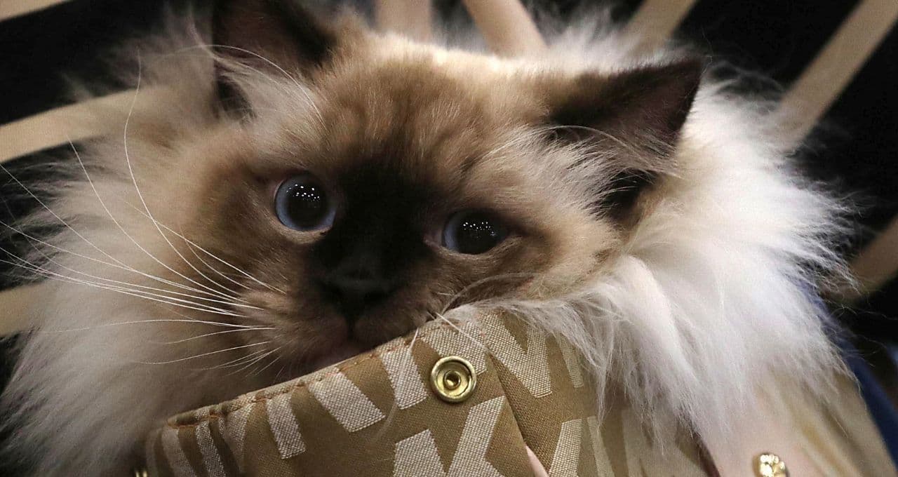MBRF Pet inicia exportação aos EUA em busca do maior mercado para rações de cães e gatos