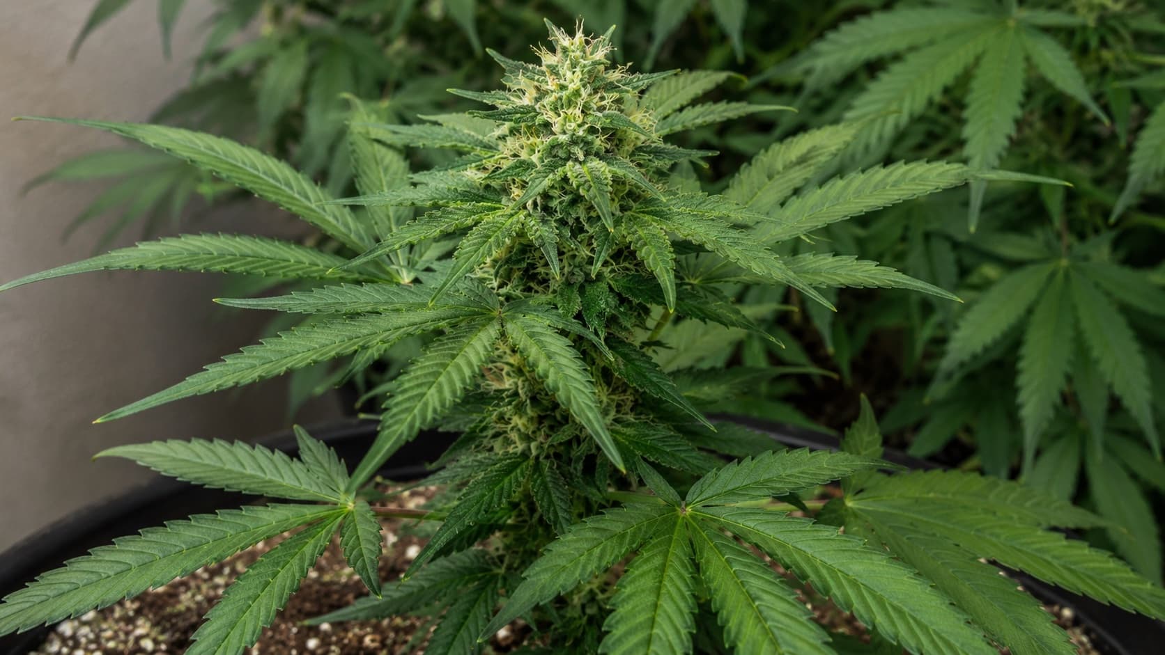 Cannabis passa a ter cultivo permitido no Brasil; tratamento de doenças crônicas pode ganhar impulso