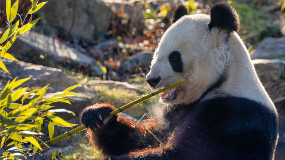 Vale (VALE3) pode abraçar os panda bonds? Veja o que o CFO disse sobre a emissão de títulos na China